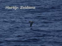 Scopoli`s pijlstormvogel [Calonectris diomedea]